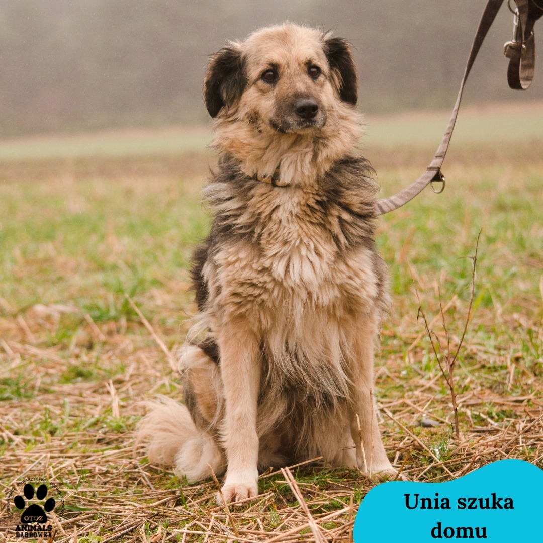 UNIA - Na początku była bardzo smutna... Z nadzieją spoglądała na każdego przechodzącego człowieka... Z nadzieją, że ktoś zabierze ją z powrotem do domu.