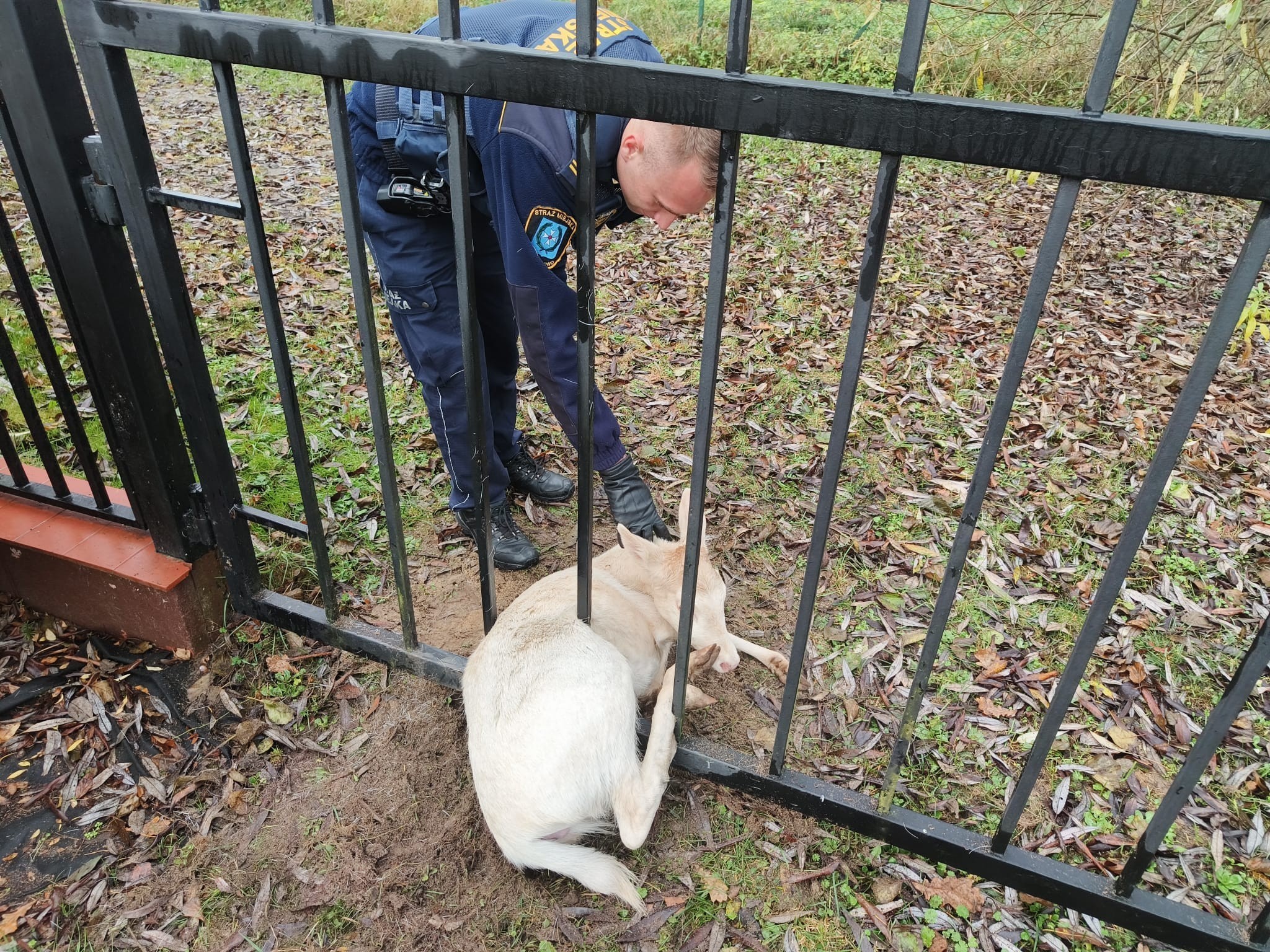 źródło: Straż Miejska w Wejherowie