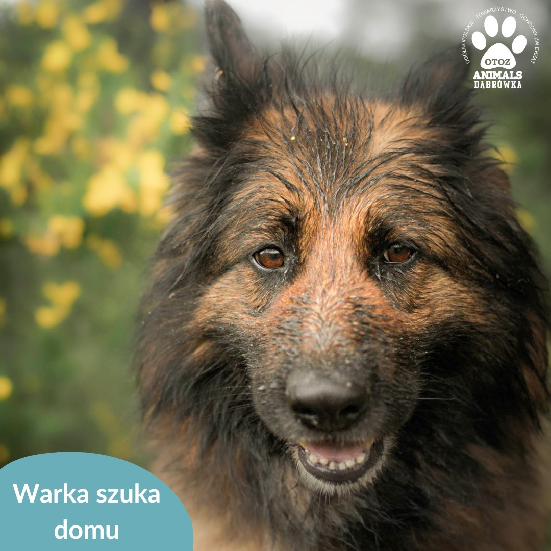 Warka - Jest pogodną i bystrą sunią, która w kontaktach z człowiekiem wykazuje się ogromną cierpliwością. Można ją tulić i głaskać do woli, a podczas wyczesywania zachowuje stoicki spokój.